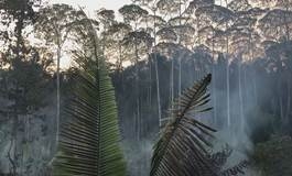 بەرازیل سووتانی دارستانەکانی ئەمازۆن بۆ 60 رۆژ قەدەخەدەکات